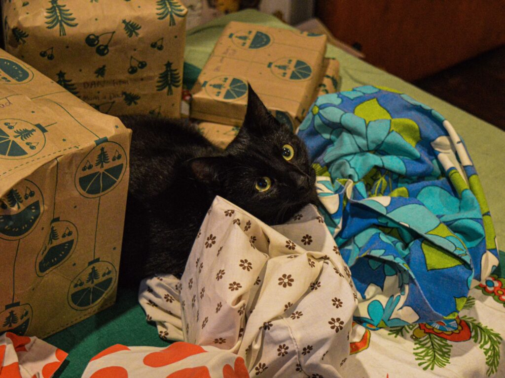 Domino, a small black cat, peers up at the camera from his position in the centre of a pile of Christmas presents.